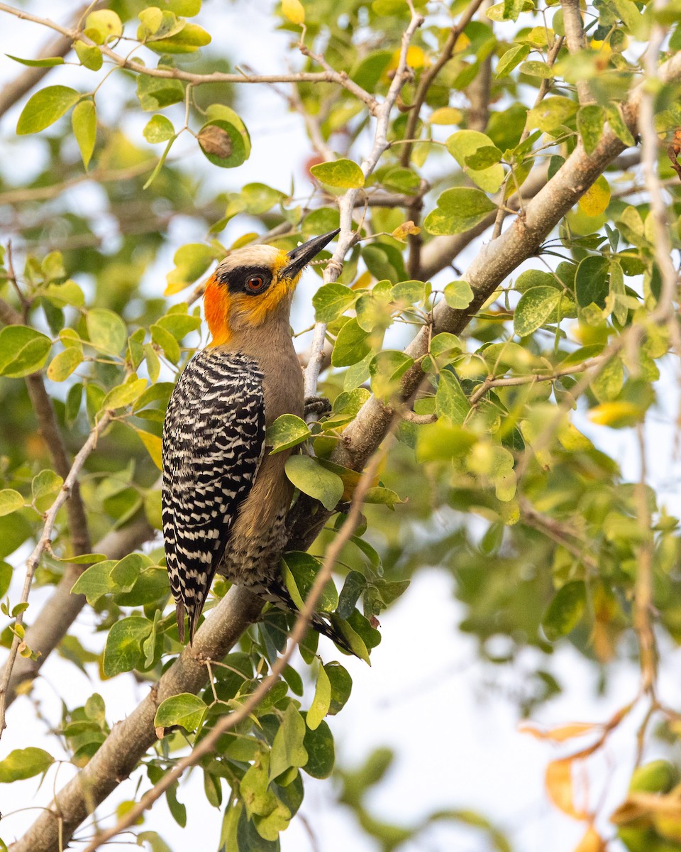 Golden-cheeked Woodpecker - ML641435850