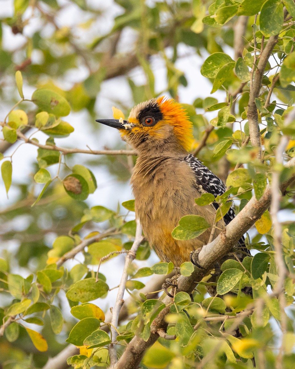 Golden-cheeked Woodpecker - ML641435851