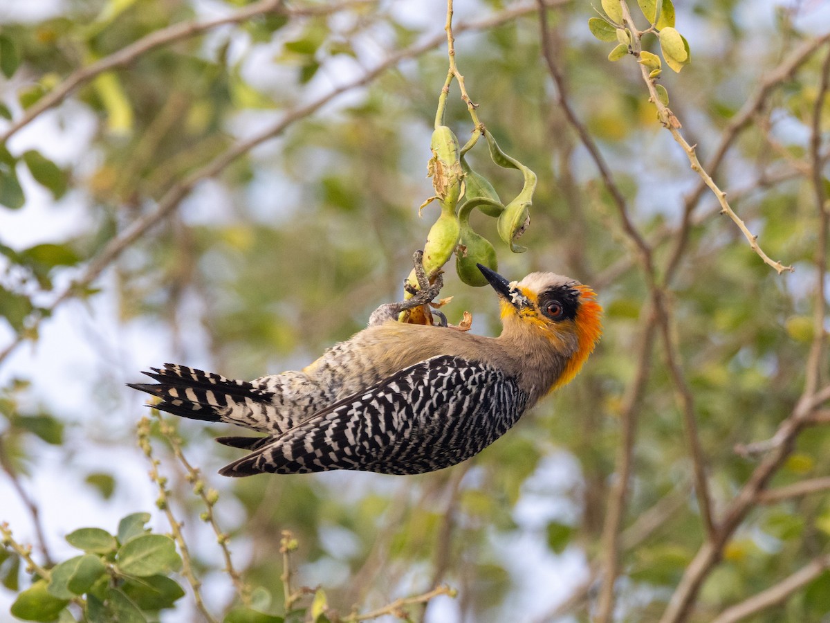 Golden-cheeked Woodpecker - ML641435852