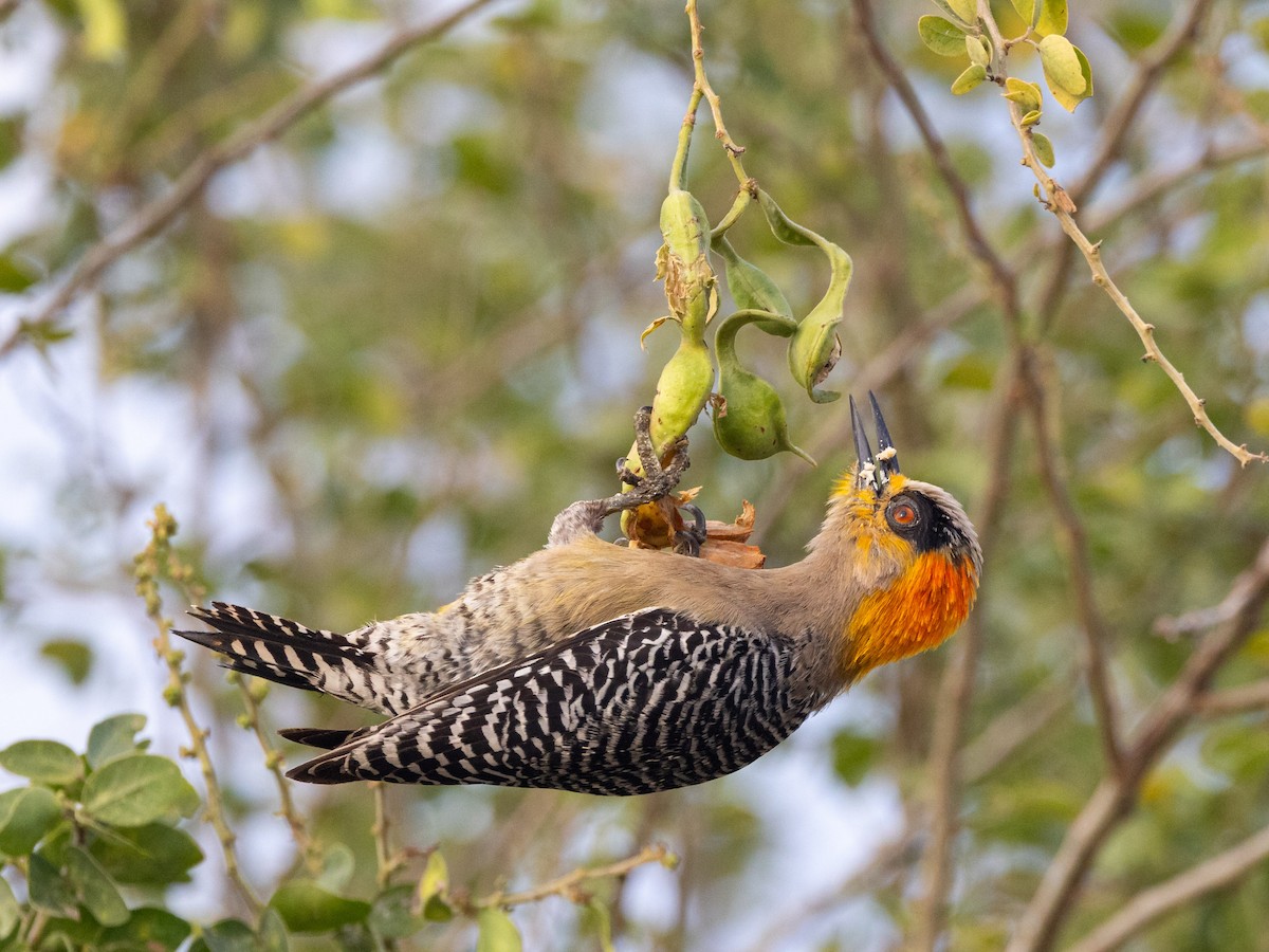 Golden-cheeked Woodpecker - ML641435853