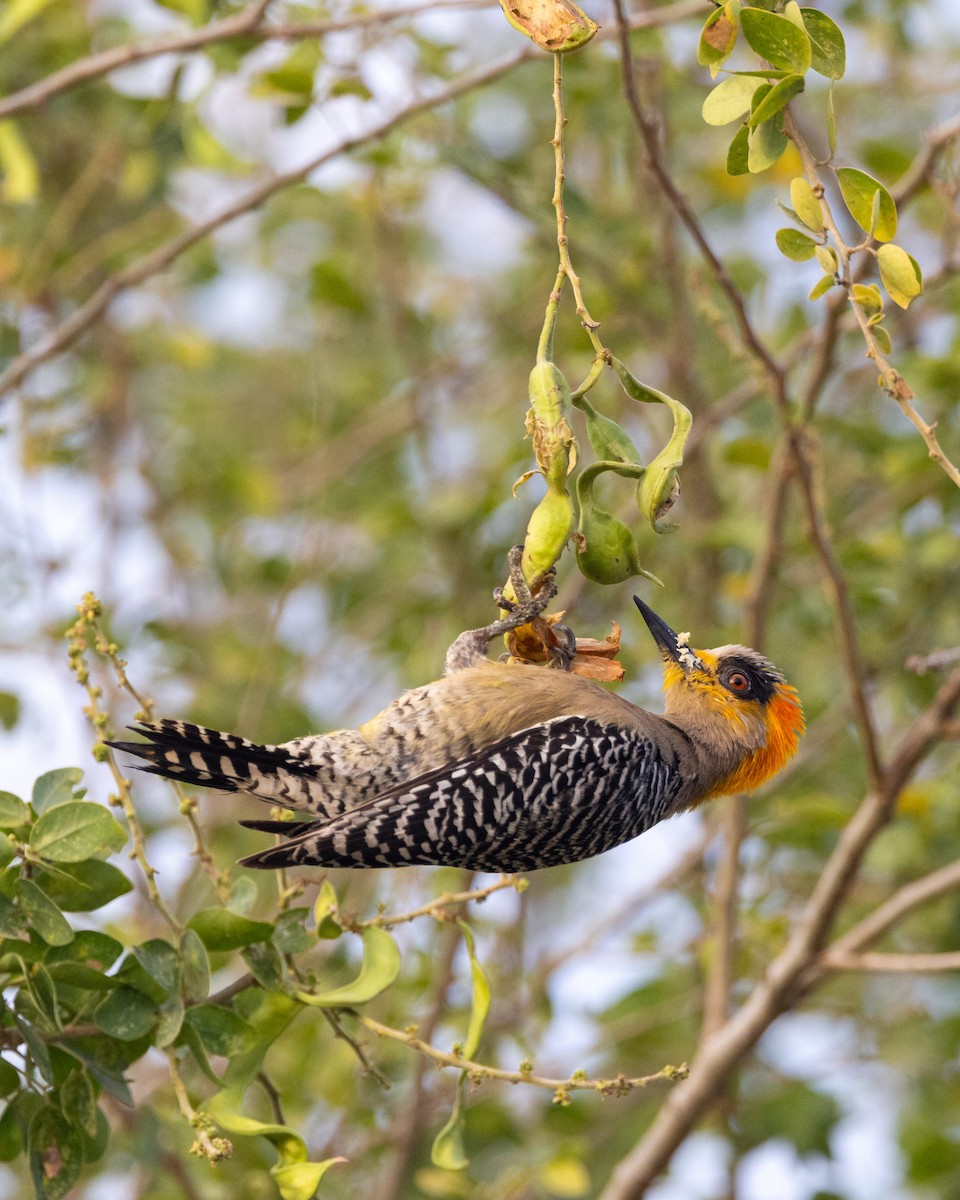 Golden-cheeked Woodpecker - ML641435854