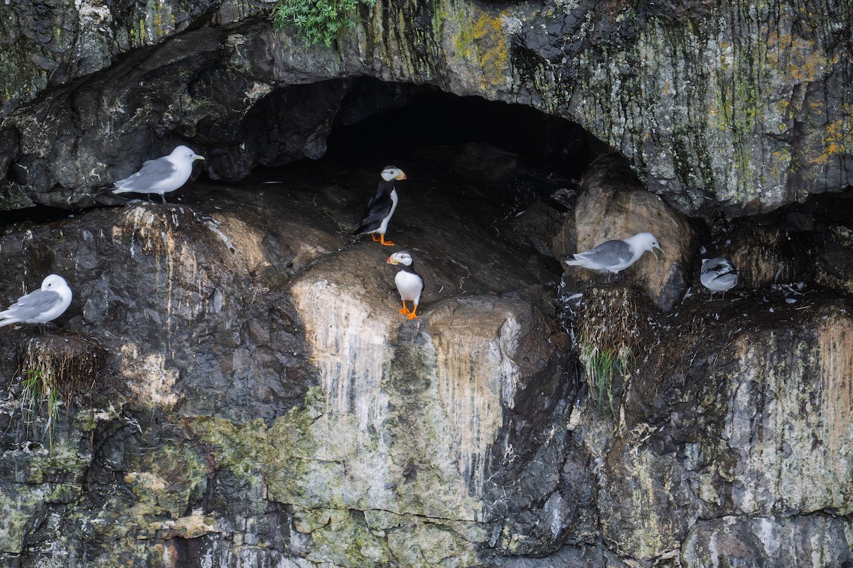 Horned Puffin - ML641435869