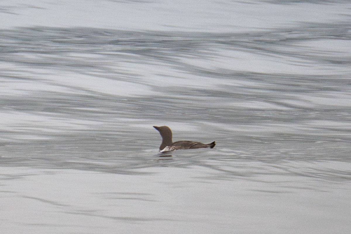 Common Murre - ML641435897