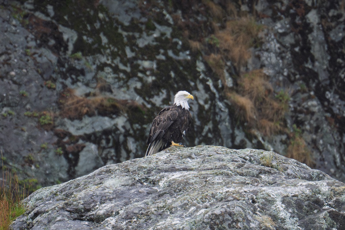Bald Eagle - ML641435907