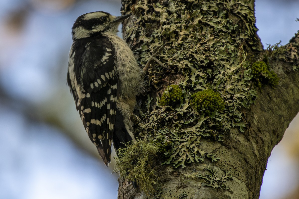 Downy Woodpecker - ML641435916