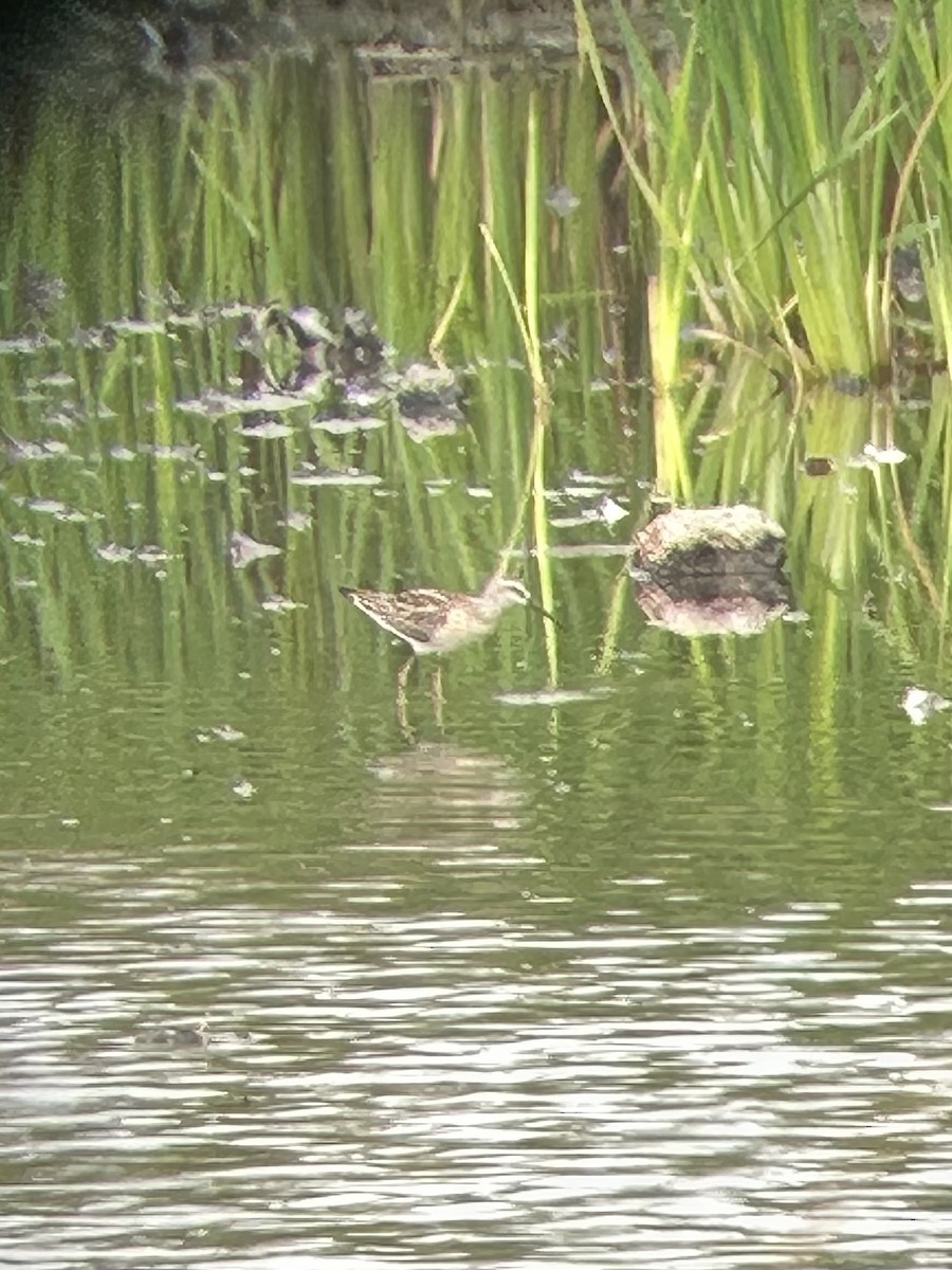 Bécasseau à échasses - ML641435933