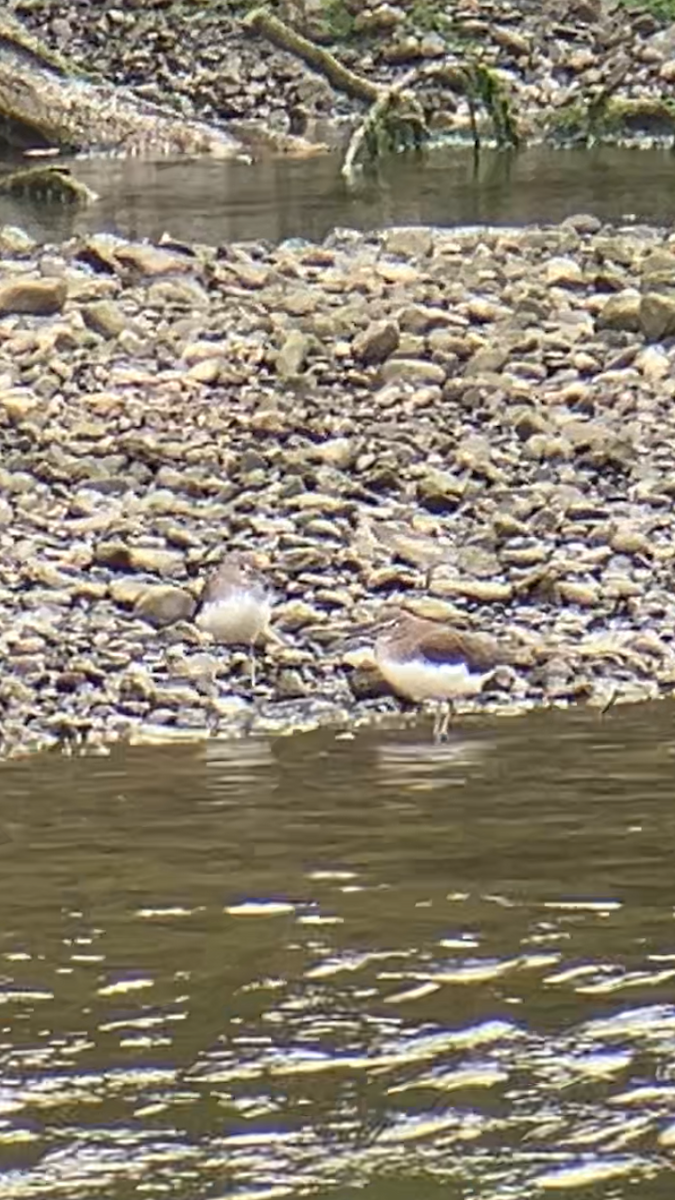 Green Sandpiper - ML641435937