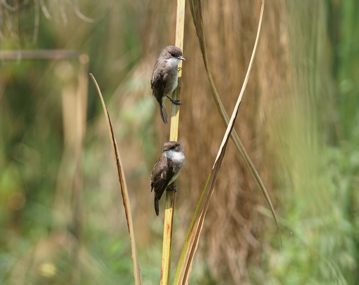 Swamp Flycatcher - ML641435941