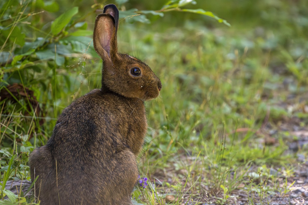 Mammals - ML641435948