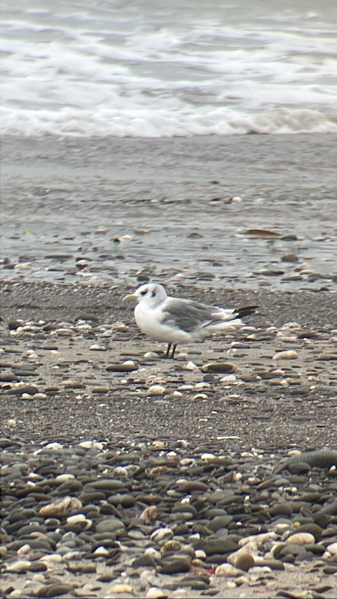 Black-legged Kittiwake - ML641435951