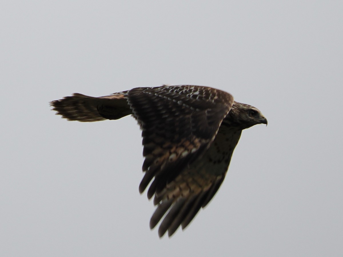 Red-tailed Hawk - ML641435964