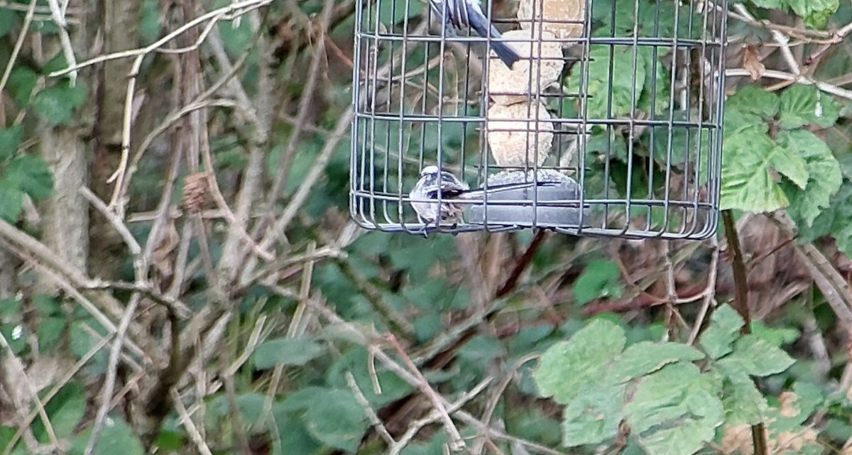 Long-tailed Tit - ML641435979