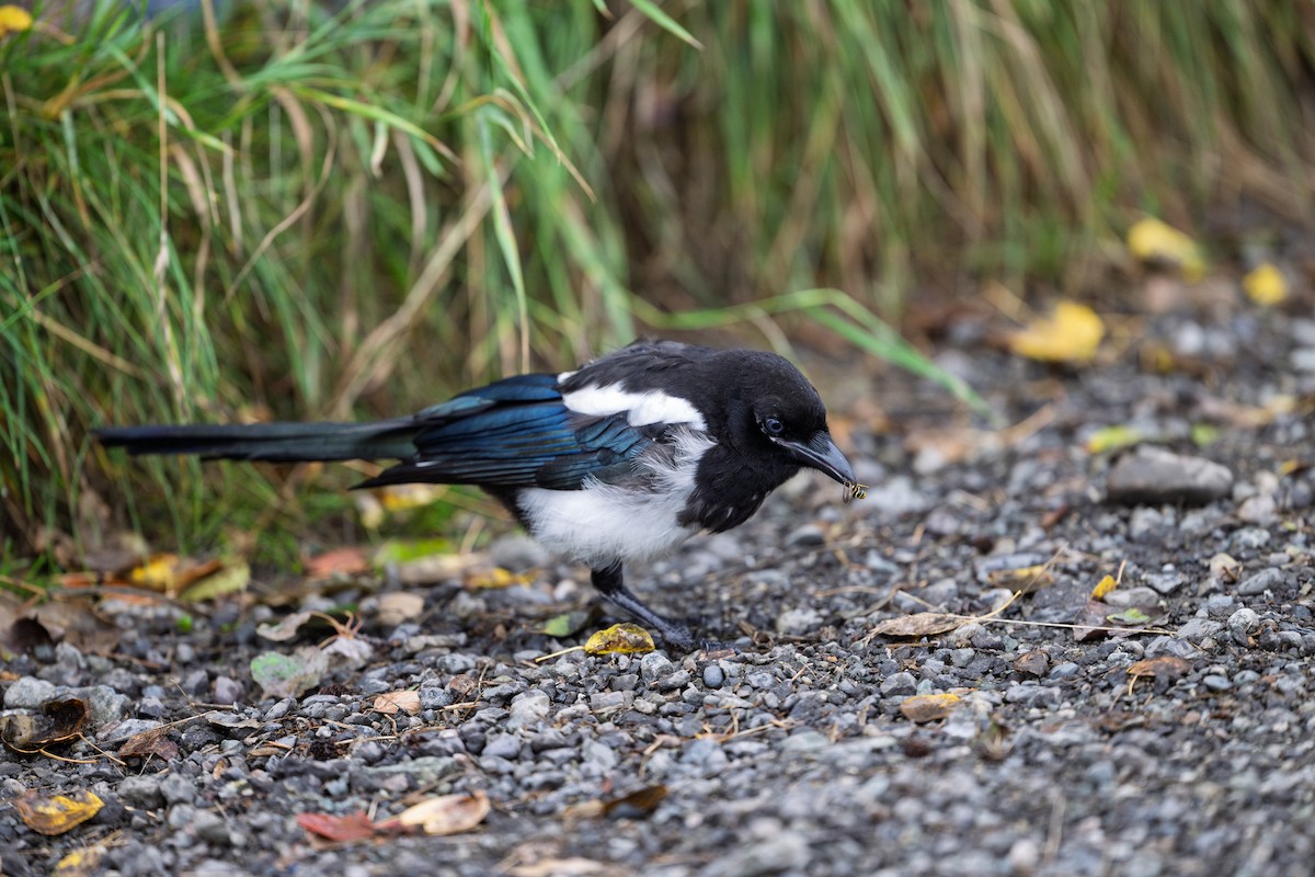 Black-billed Magpie - ML641435984