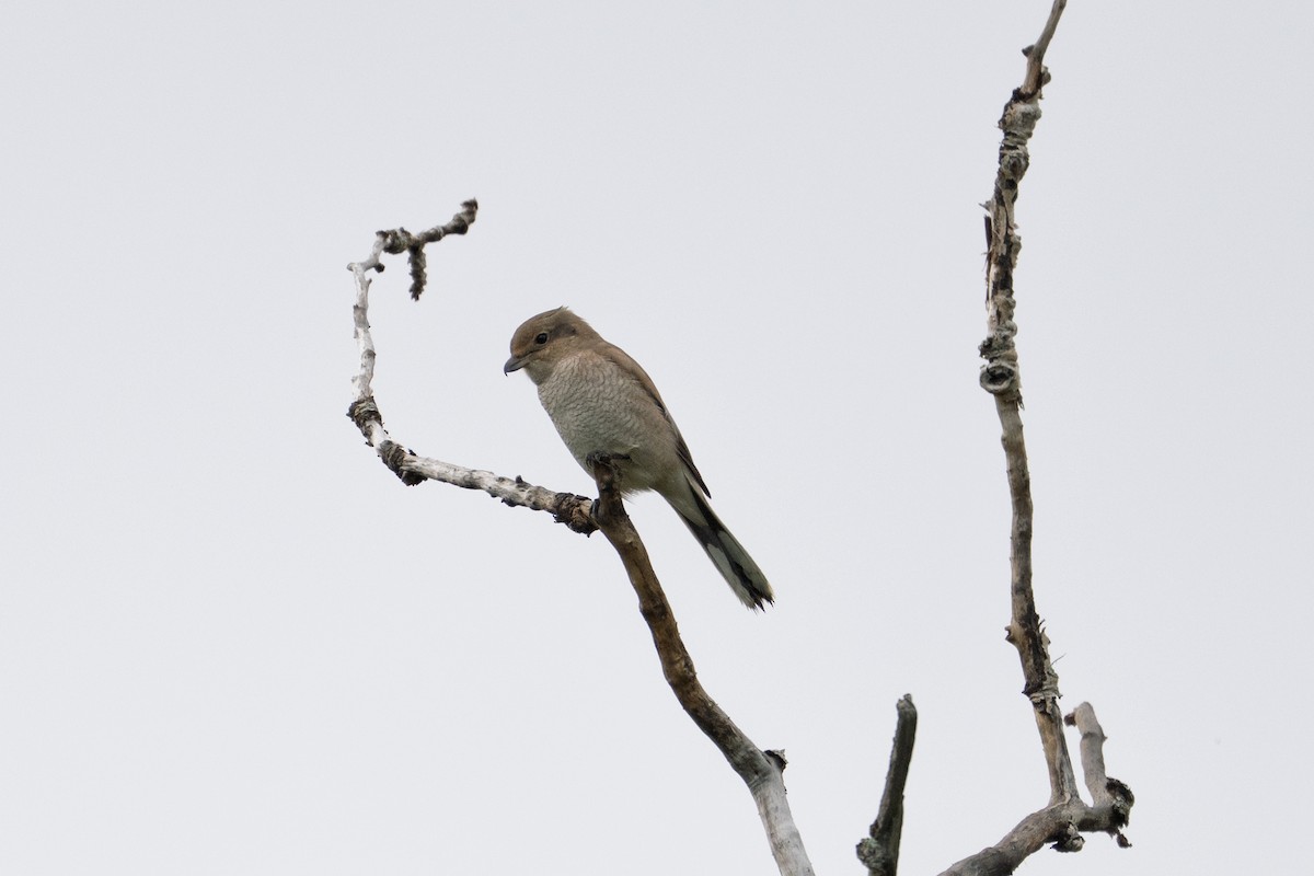 Alcaudón Boreal - ML641435997