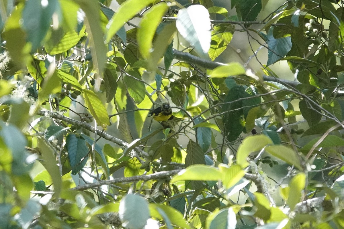 Yellow-bellied Siskin - ML641435998