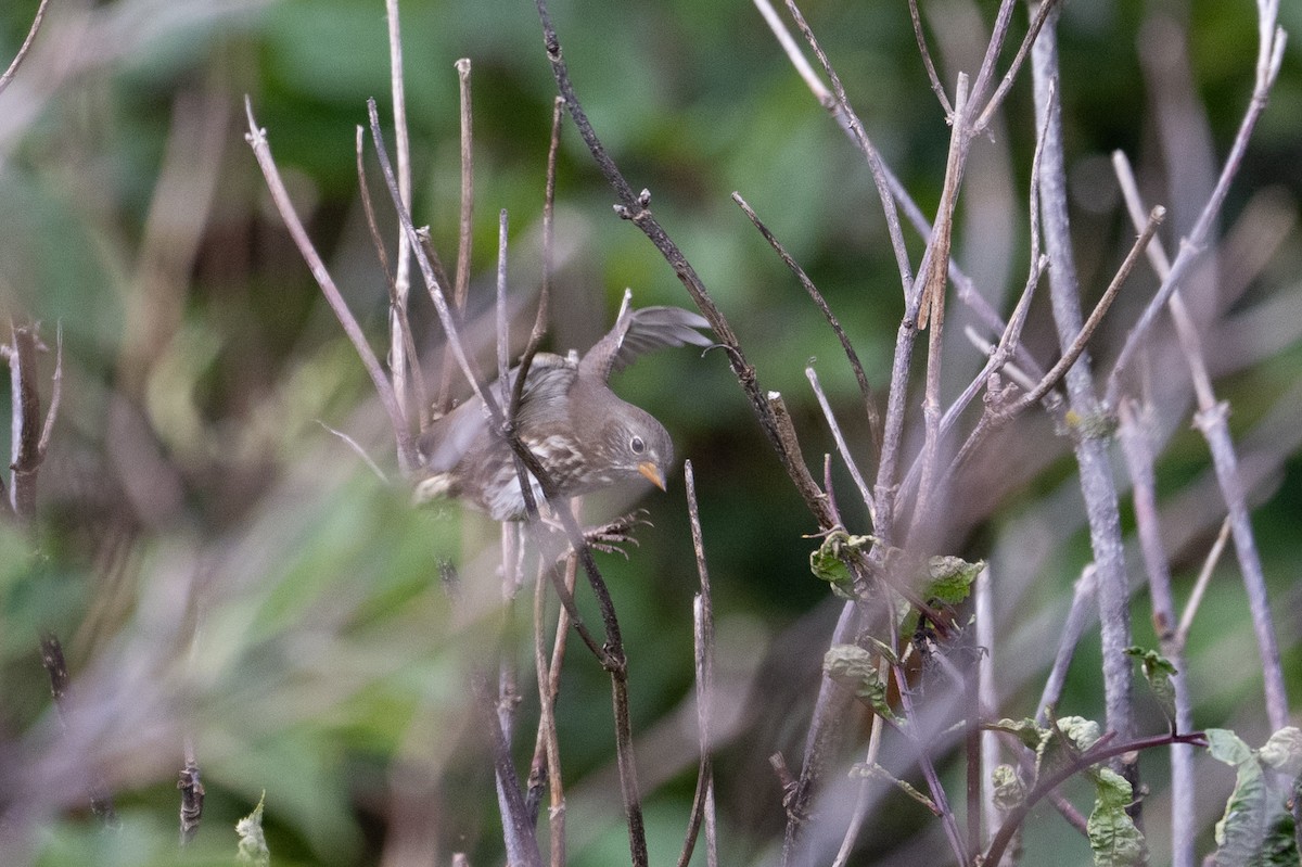 Fox Sparrow - ML641436027