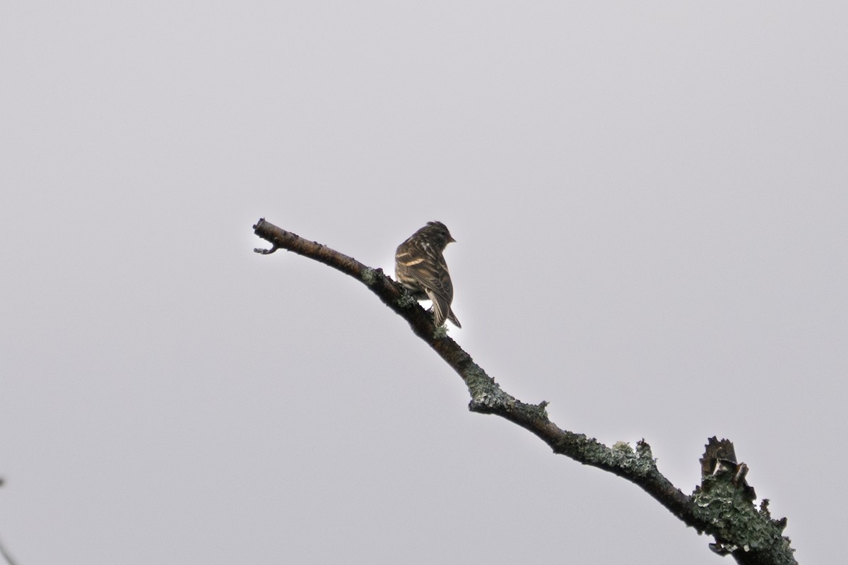 Redpoll - ML641436044