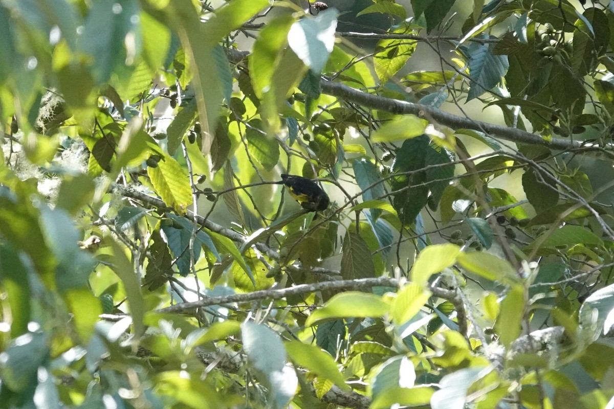 Yellow-bellied Siskin - ML641436045