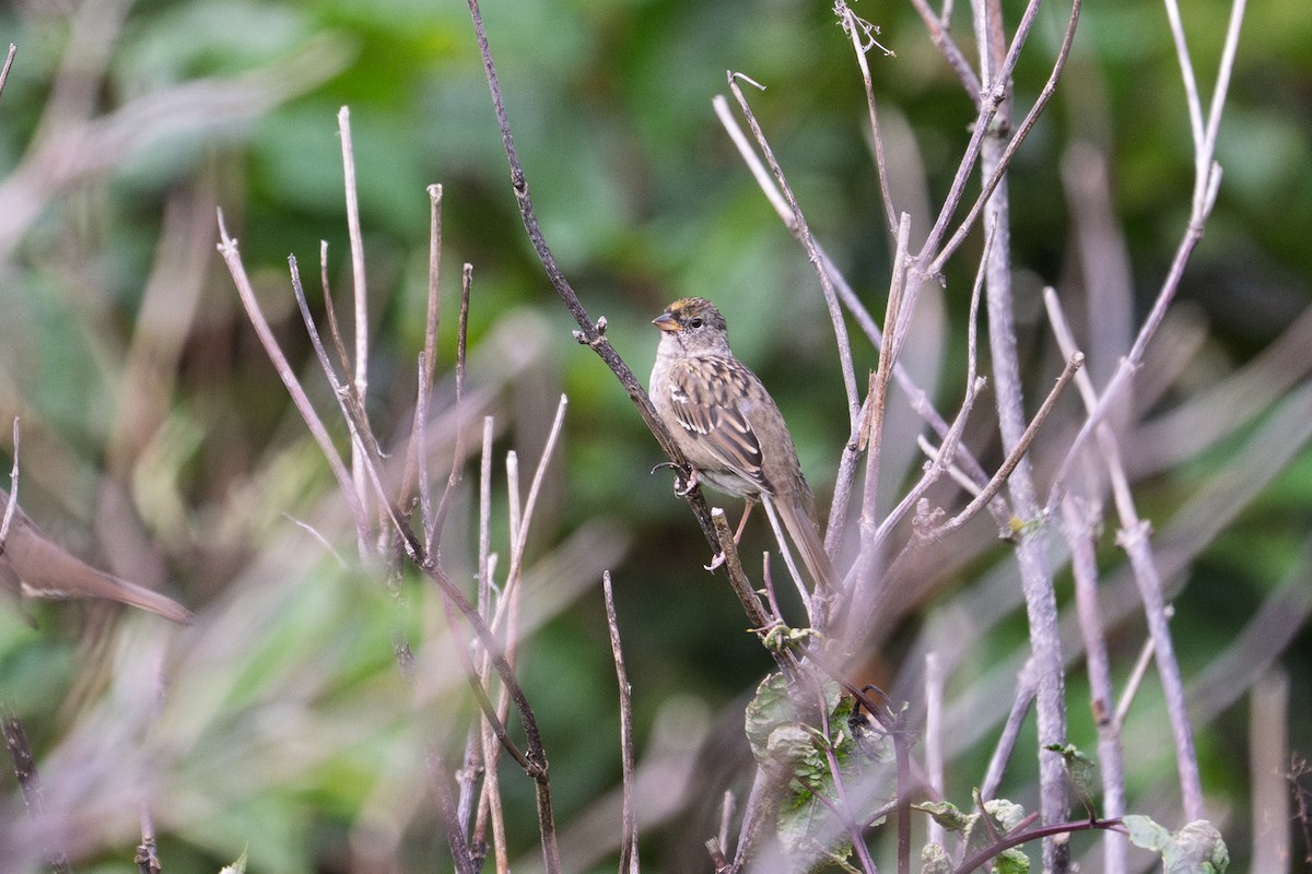 Golden-crowned Sparrow - ML641436051