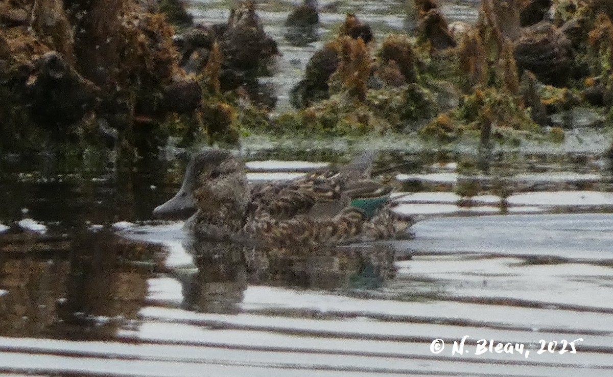 Green-winged Teal - ML641436064