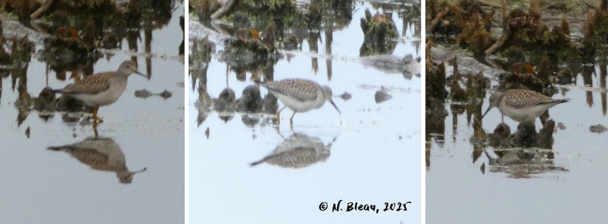 Lesser Yellowlegs - ML641436072