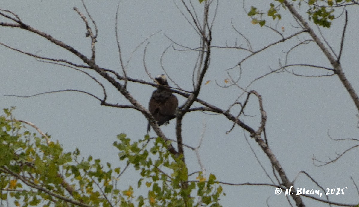 Osprey - ML641436093