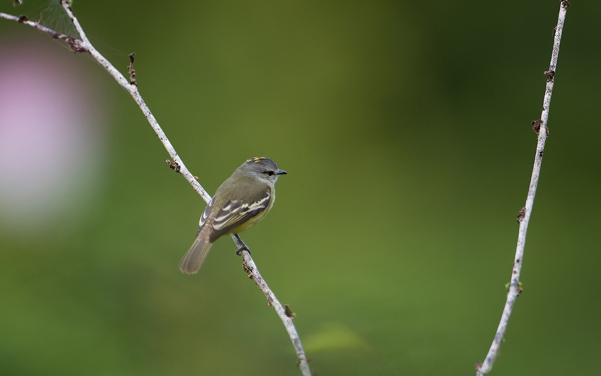 Yellow-crowned Tyrannulet - ML641436095