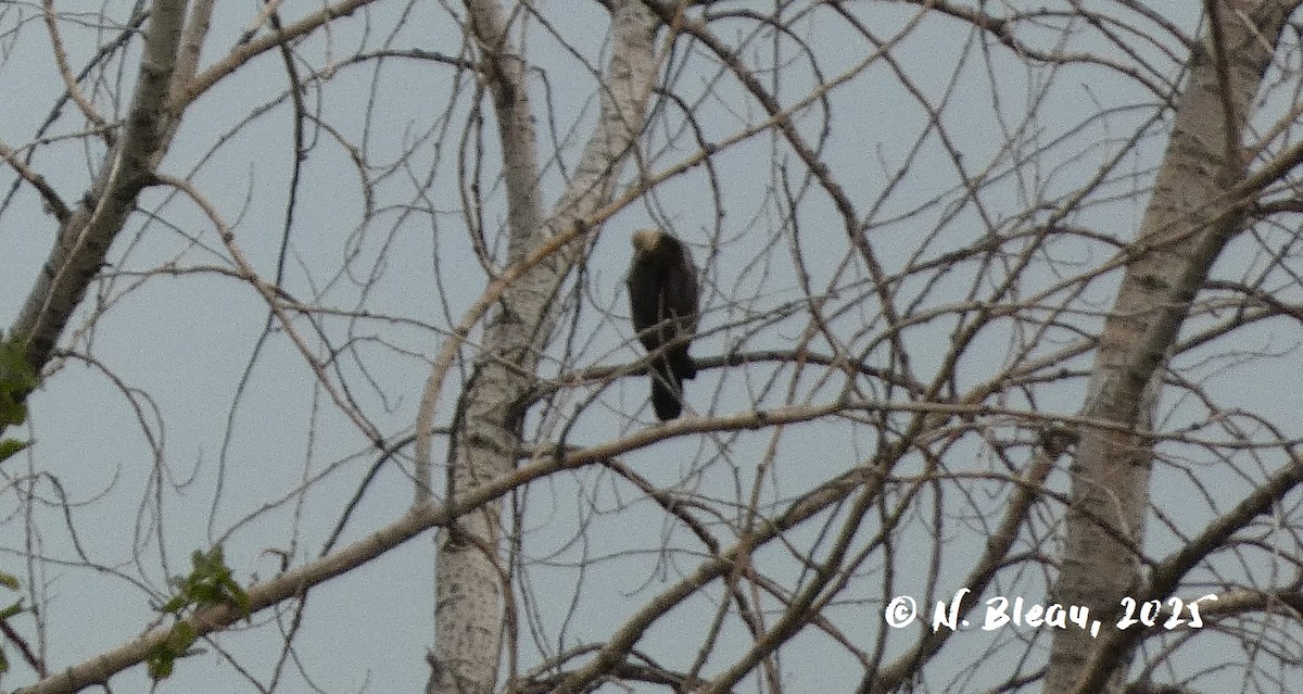 Bald Eagle - ML641436097