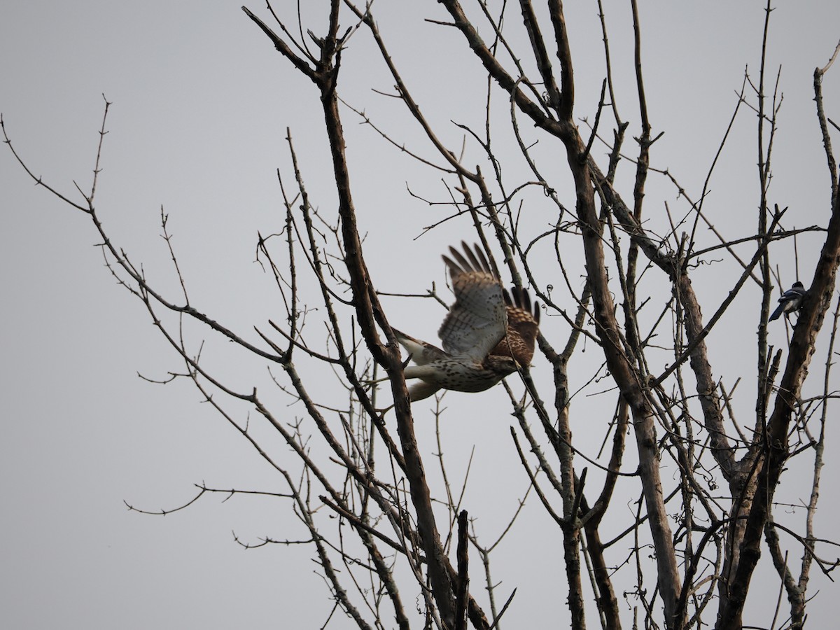 Red-tailed Hawk - ML641436103