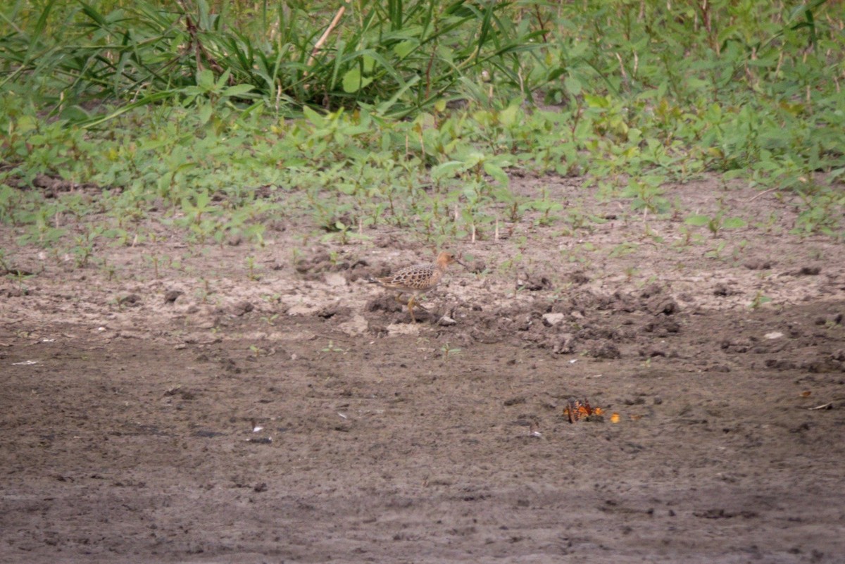 コモンシギ - ML641436105