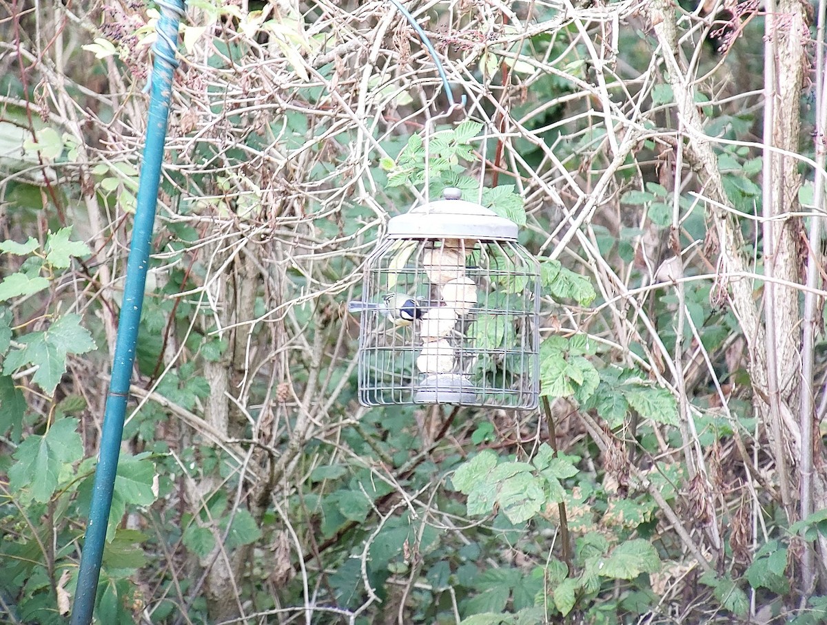 Great Tit - ML641436106