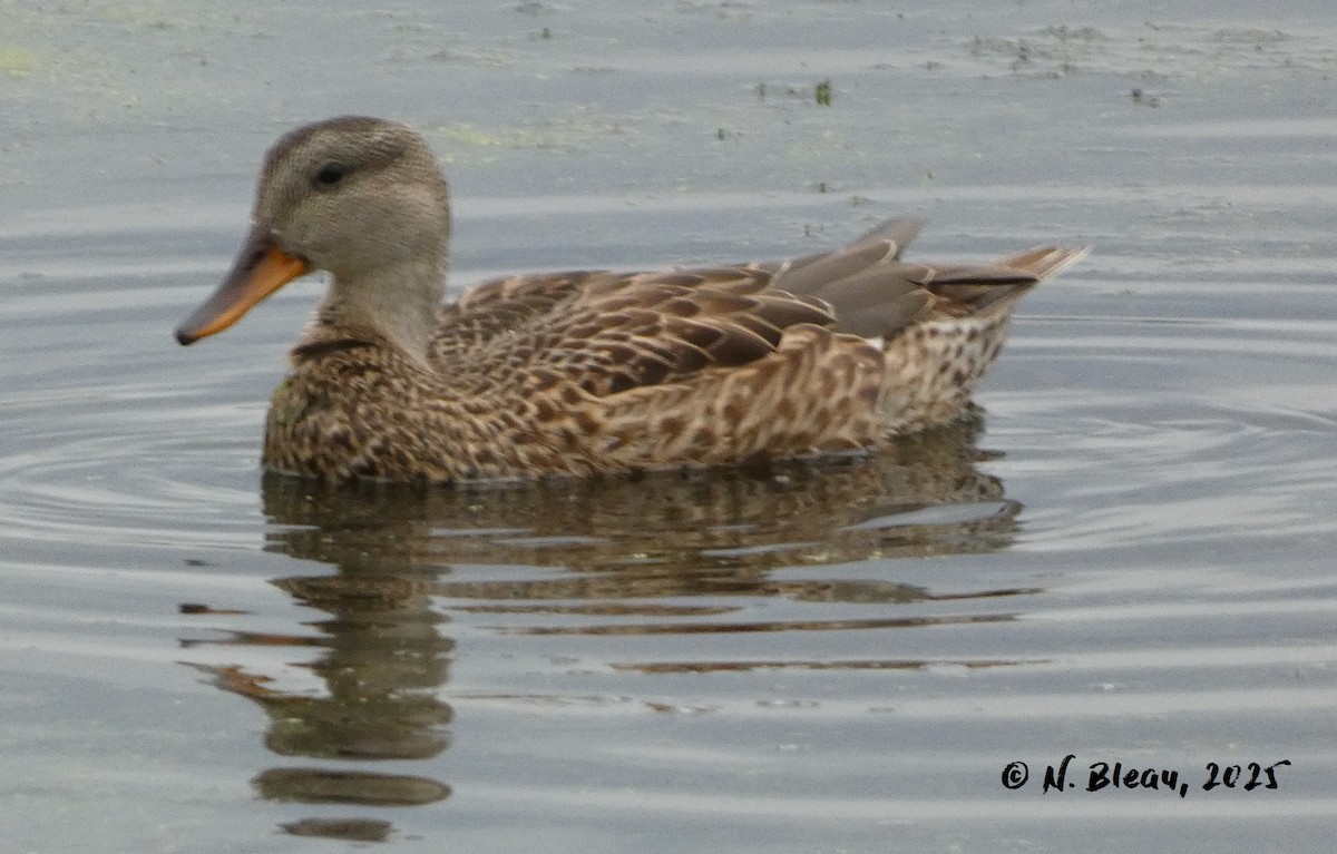 Gadwall - ML641436107