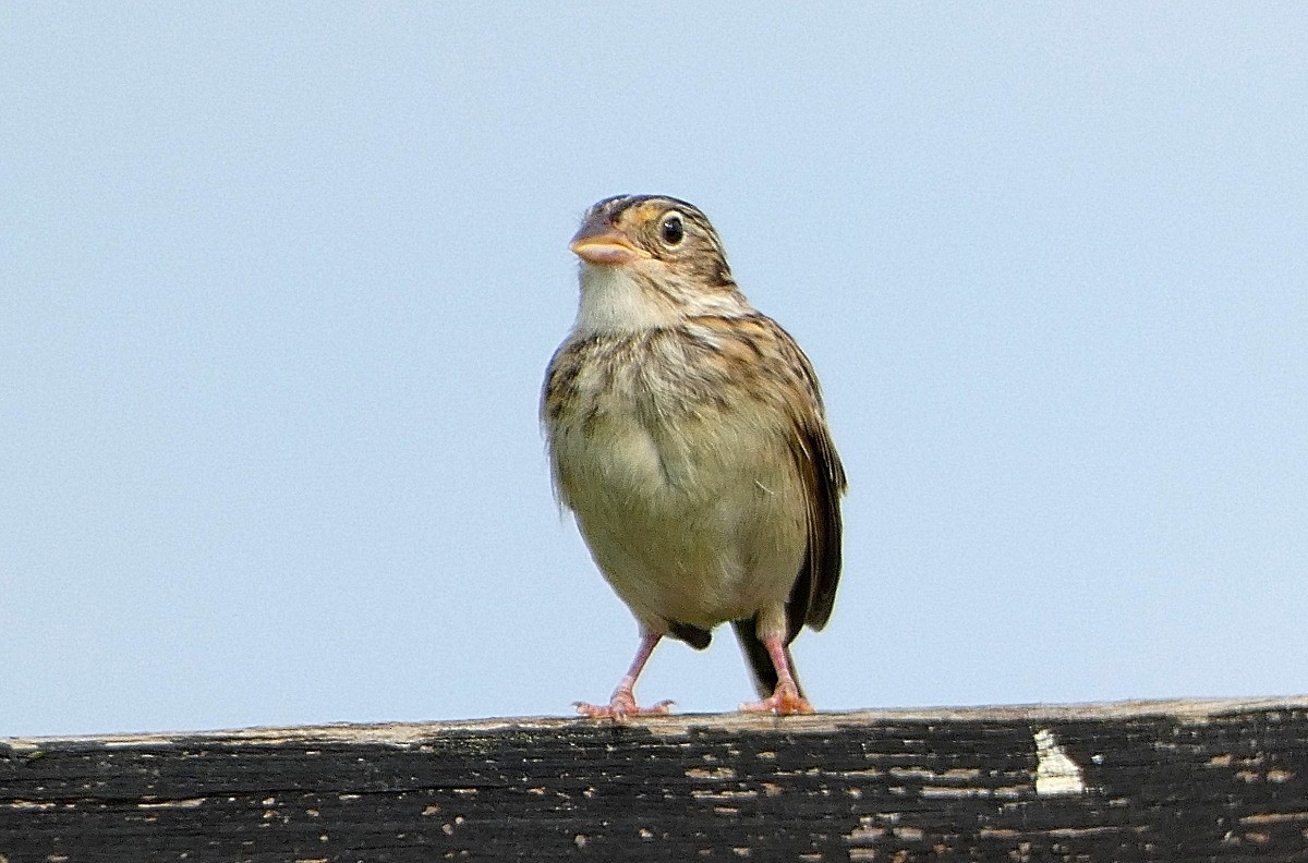イナゴヒメドリ - ML641436108