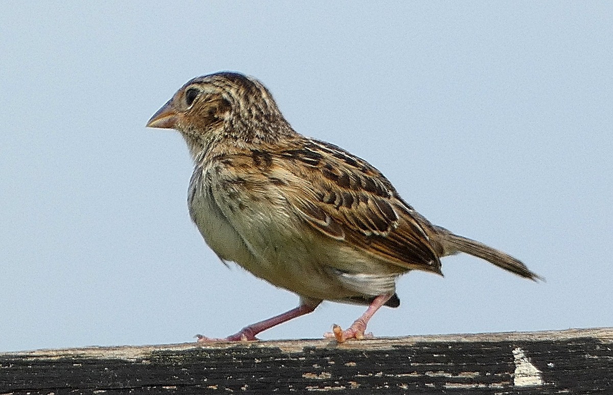 イナゴヒメドリ - ML641436109