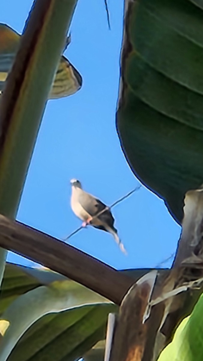 Mourning Dove - ML641436111