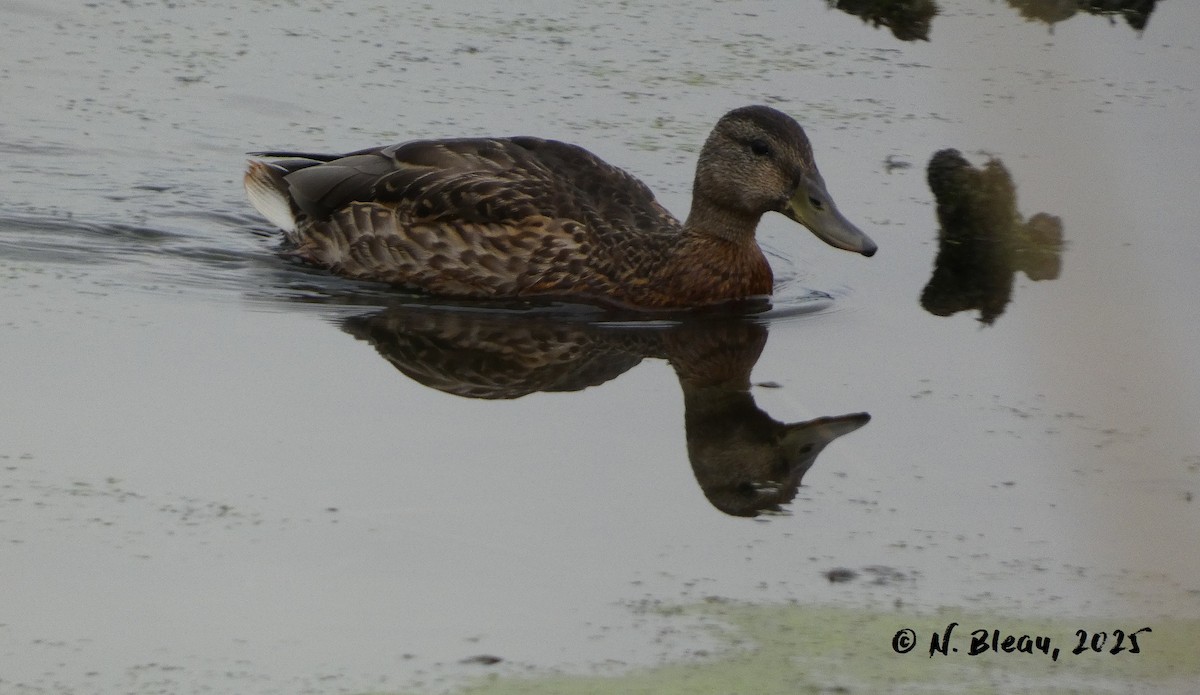 Mallard - ML641436118