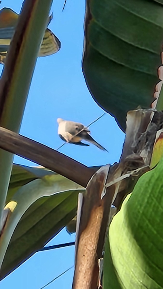 Mourning Dove - ML641436120