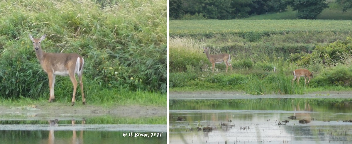 Animals - ML641436136