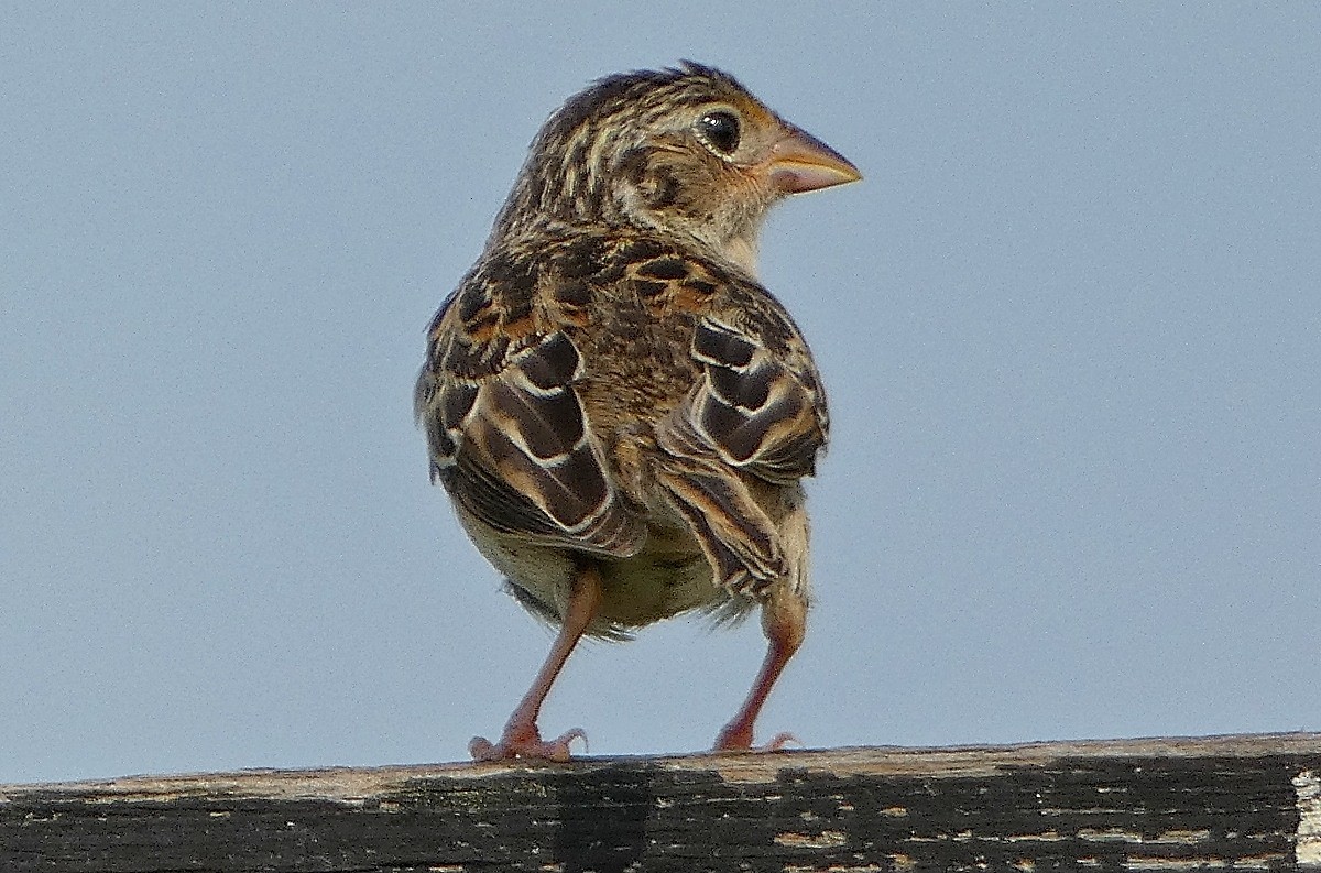 イナゴヒメドリ - ML641436152