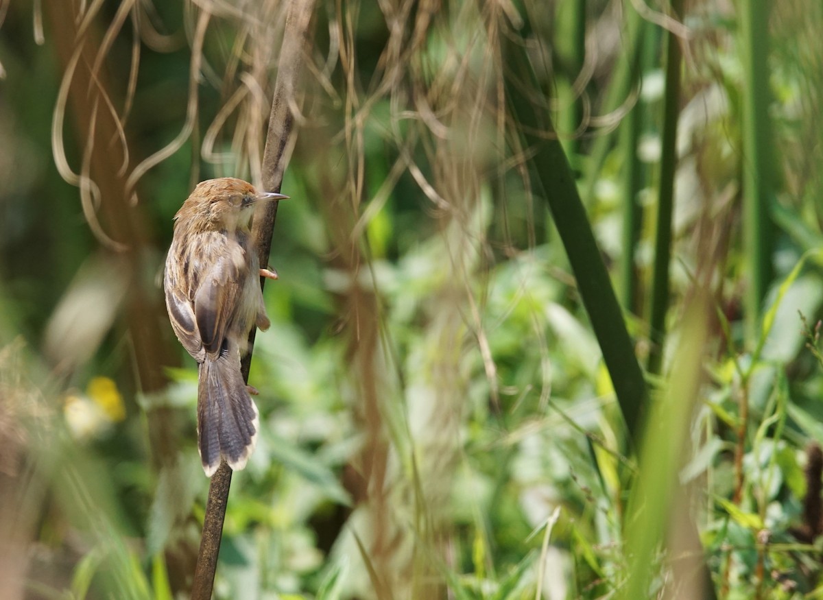Carruthers's Cisticola - ML641436178