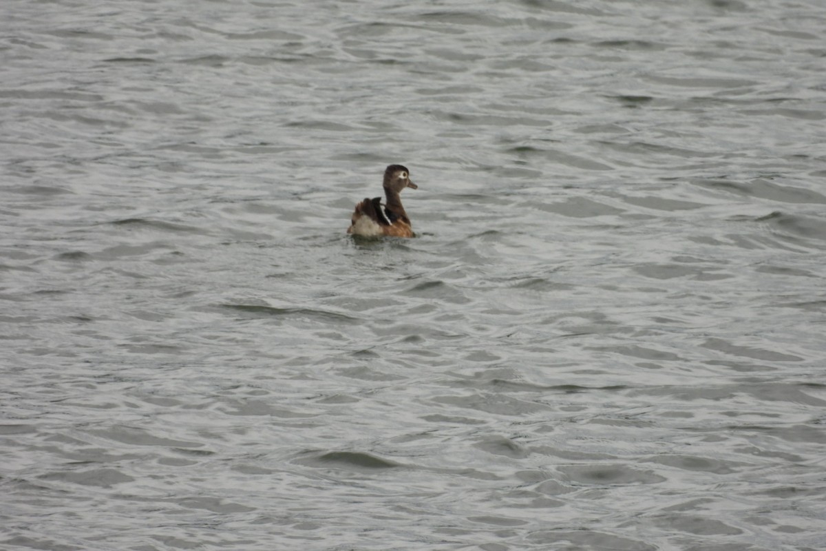 Wood Duck - ML641436179