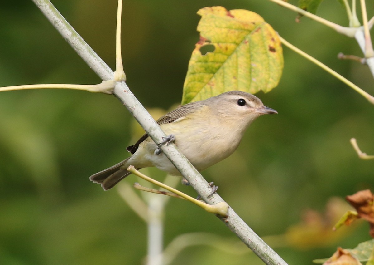 Sängervireo - ML641436181