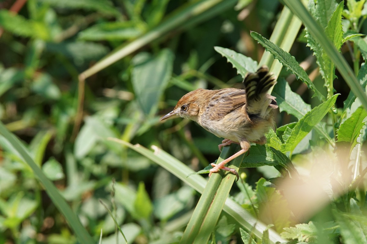 Carruthers's Cisticola - ML641436187