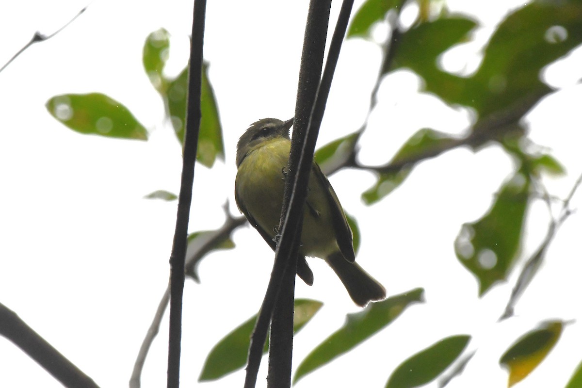 Greenish Tyrannulet - ML641436191