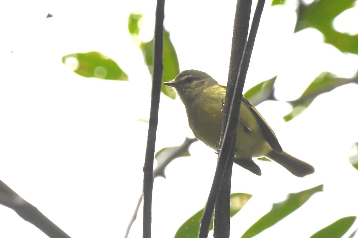 Greenish Tyrannulet - ML641436192