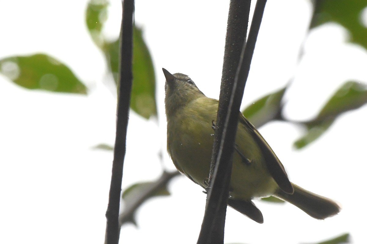 Greenish Tyrannulet - ML641436193