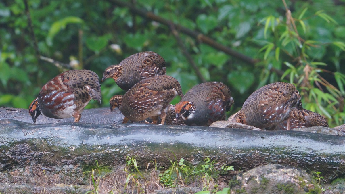 Hill Partridge - ML641436202