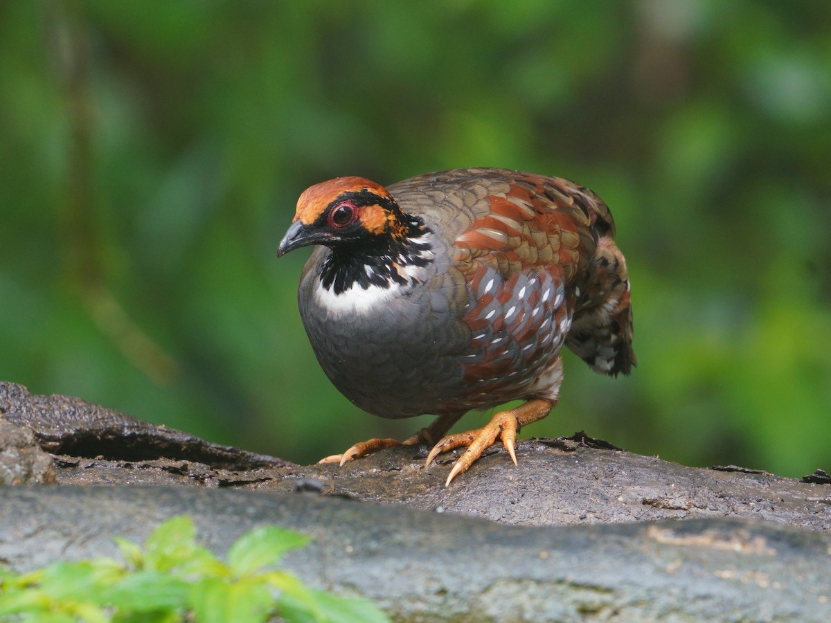 Hill Partridge - ML641436218
