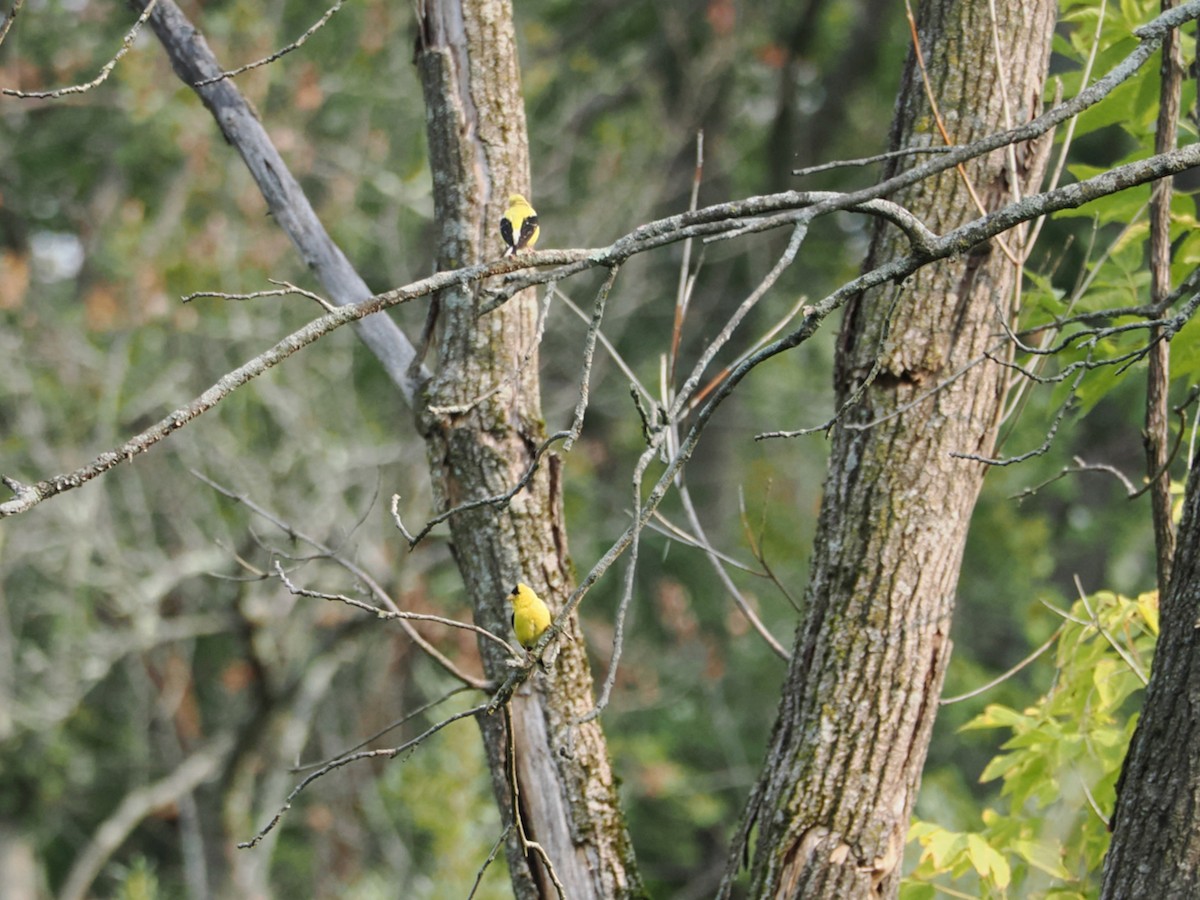 American Goldfinch - ML641436221