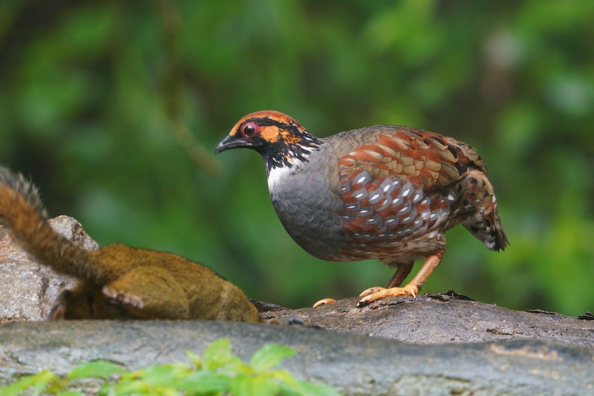 Hill Partridge - ML641436226